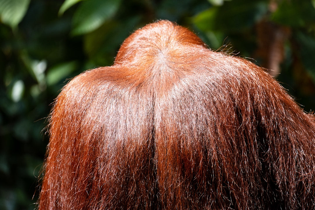 A close-up of healthy hair care