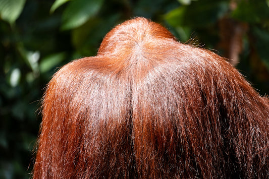 A close-up of healthy hair care